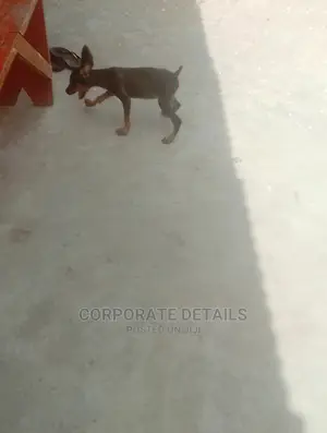 1-3 months Female Purebred Doberman Pinscher