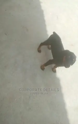 1-3 months Female Purebred Doberman Pinscher