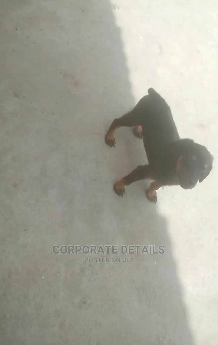 1-3 months Female Purebred Doberman Pinscher
