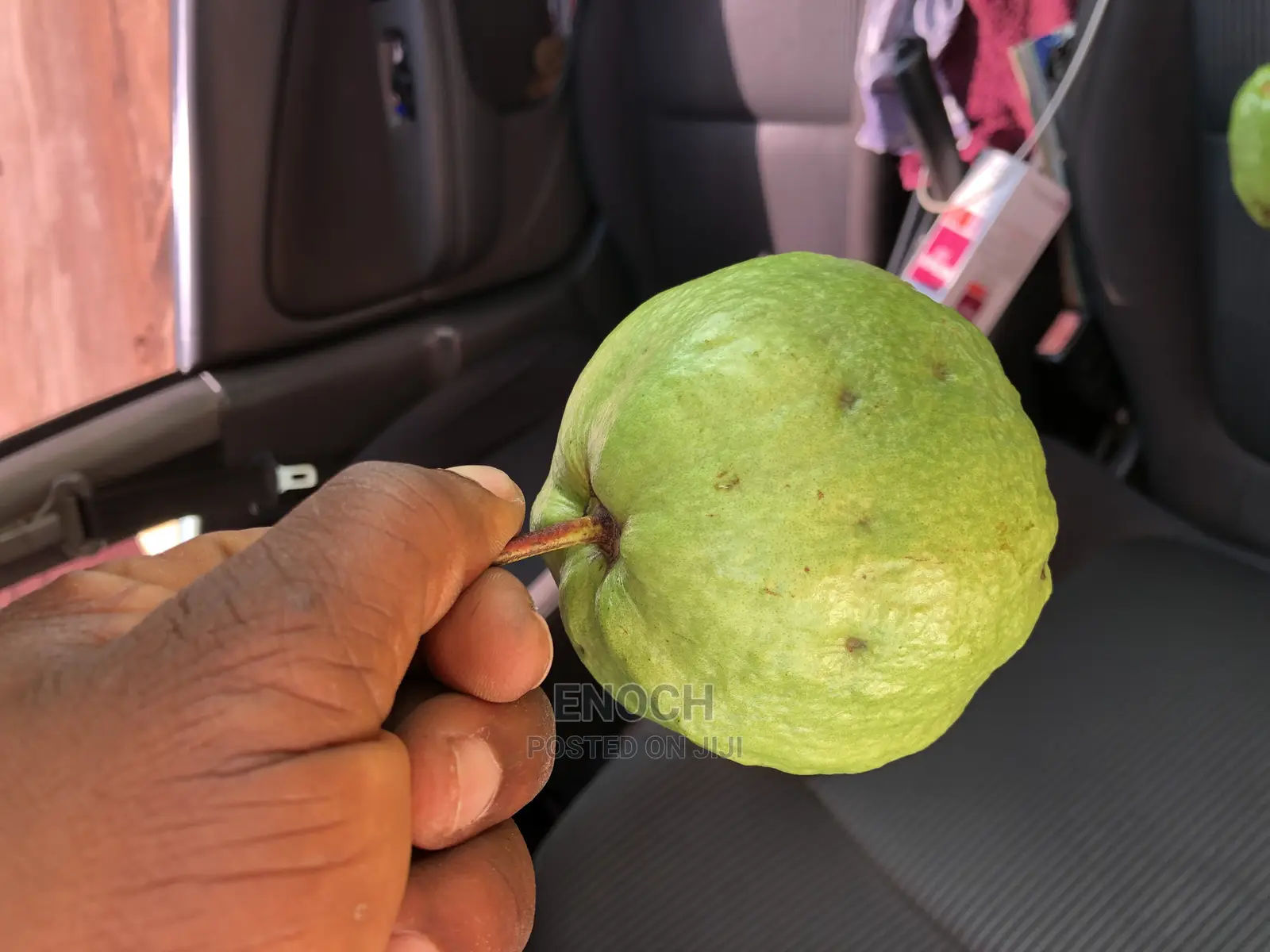 Large Exotic Organic Guava Seedling