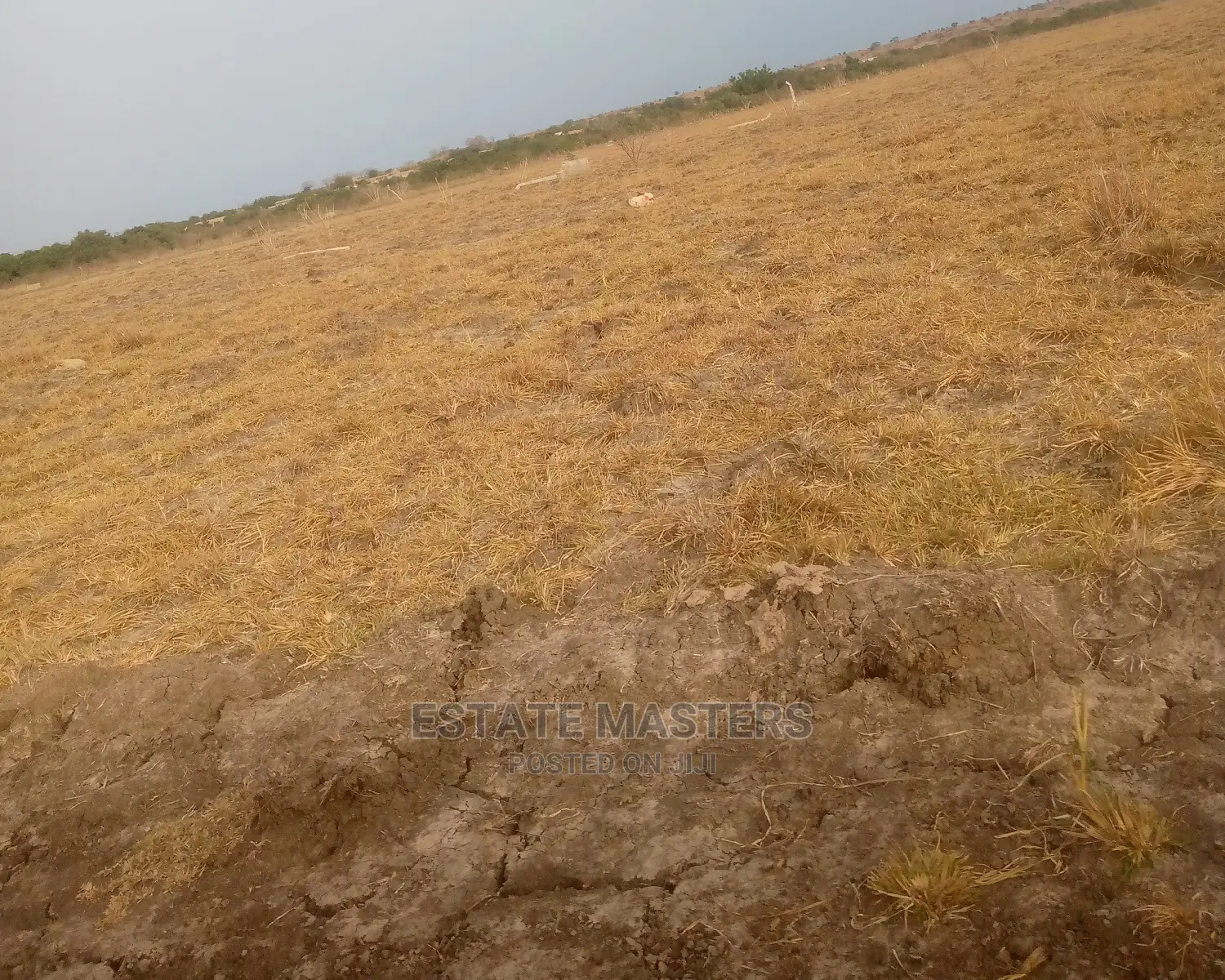 An Illustrious Land for Sale.
