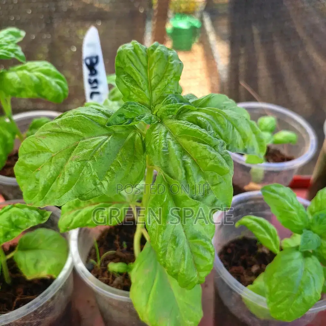 Lettuce Leaf Basil Seedling