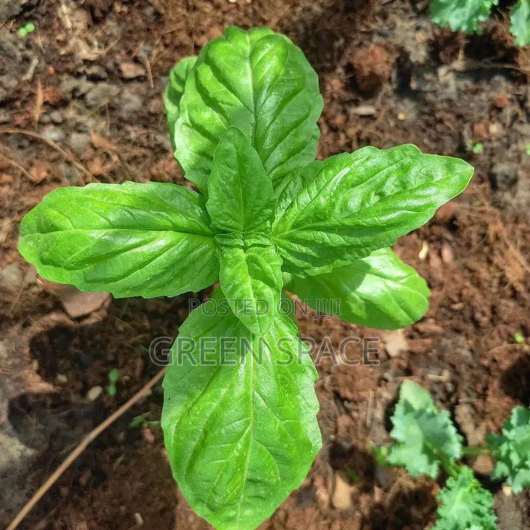 Lettuce Leaf Basil Seedling