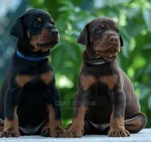 1-3 months Male Purebred Doberman Pinscher