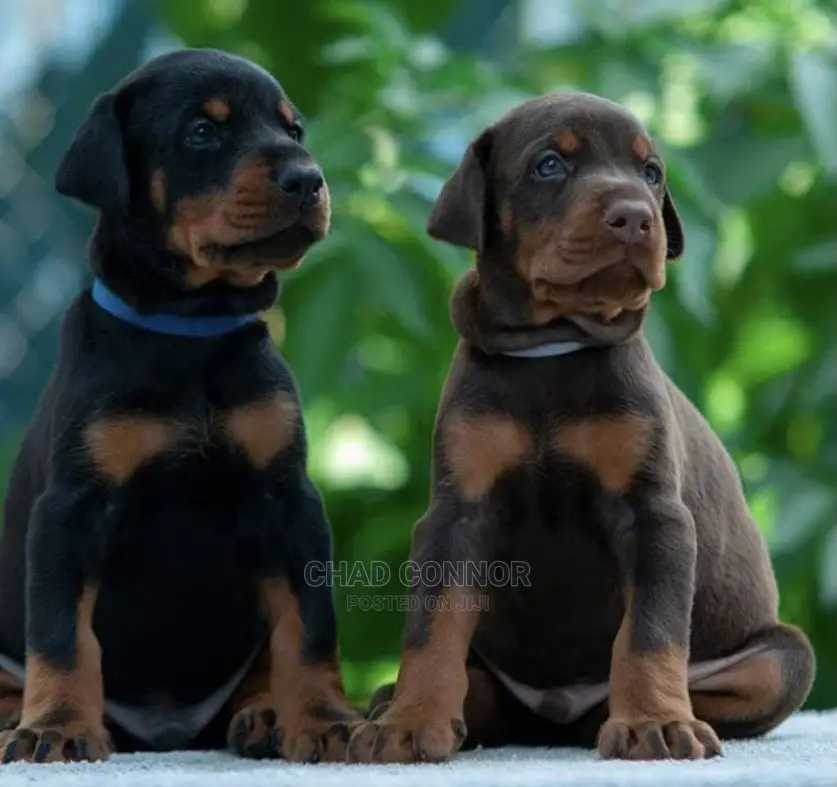 1-3 months Male Purebred Doberman Pinscher