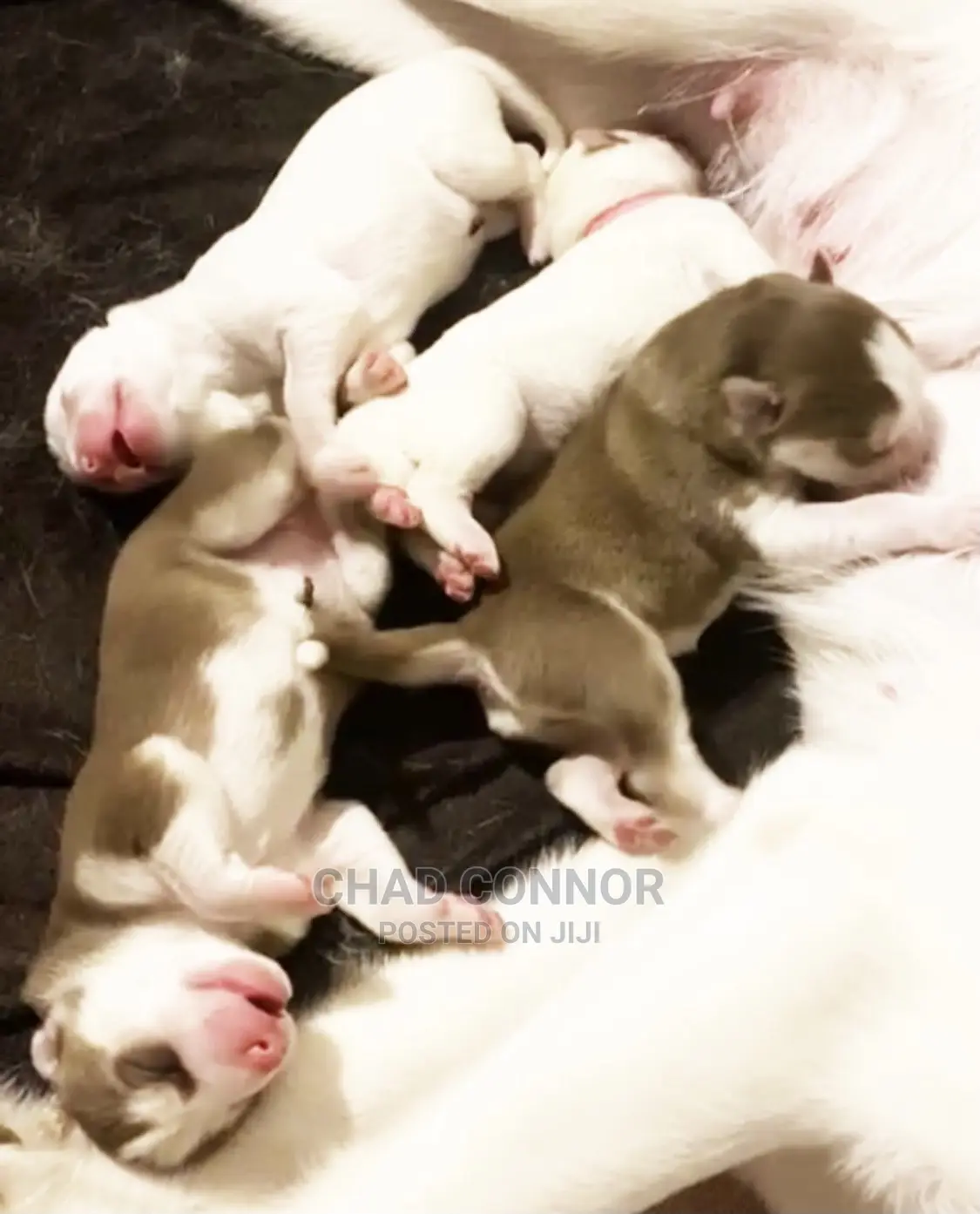 1-3 months Female Purebred Siberian Husky