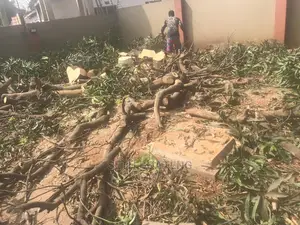 Chain Saw Operator - Accra