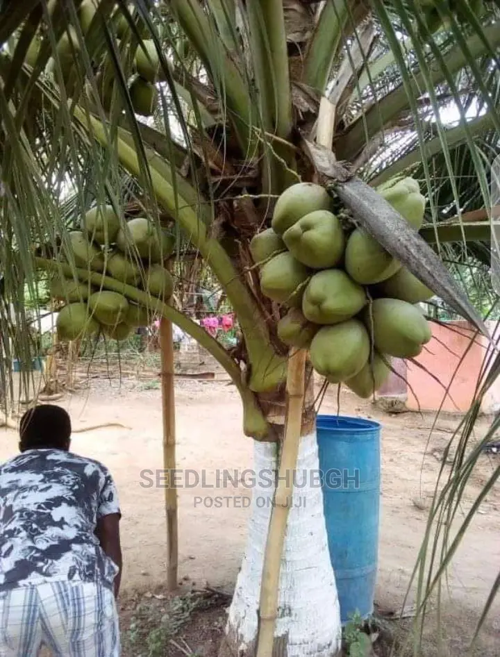 All Varieties of Coconut Seedlings