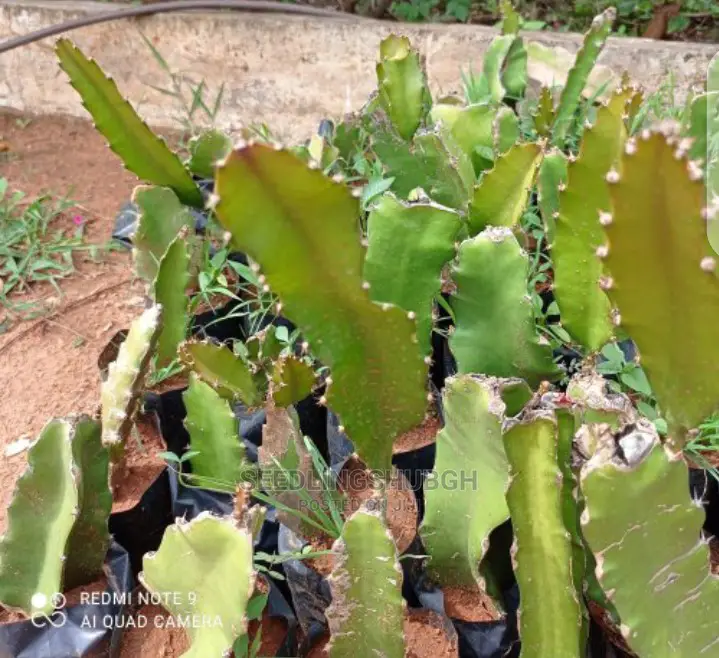 Dragon Fruit Seedlings