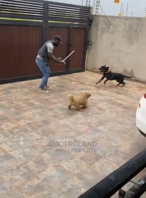 Dog Trainer