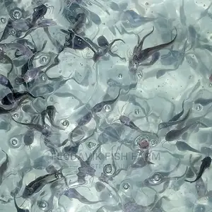 Catfish Fingerling Juvenile Wholesale Price (From 50 Peswas