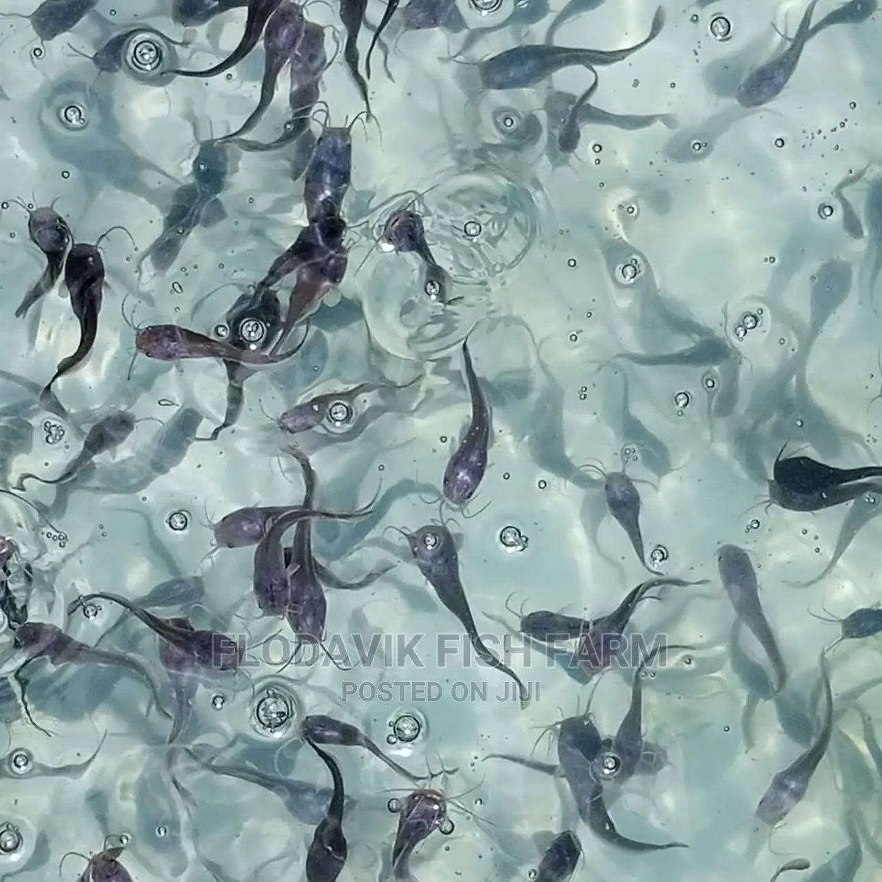 Catfish Fingerling Juvenile Wholesale Price (From 50 Peswas