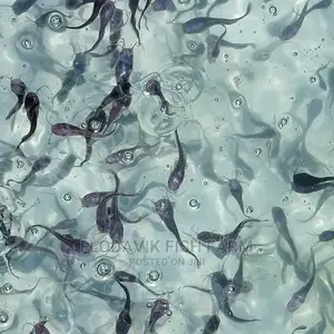 Catfish Fingerling Juvenile Wholesale Price (From 50 Peswas