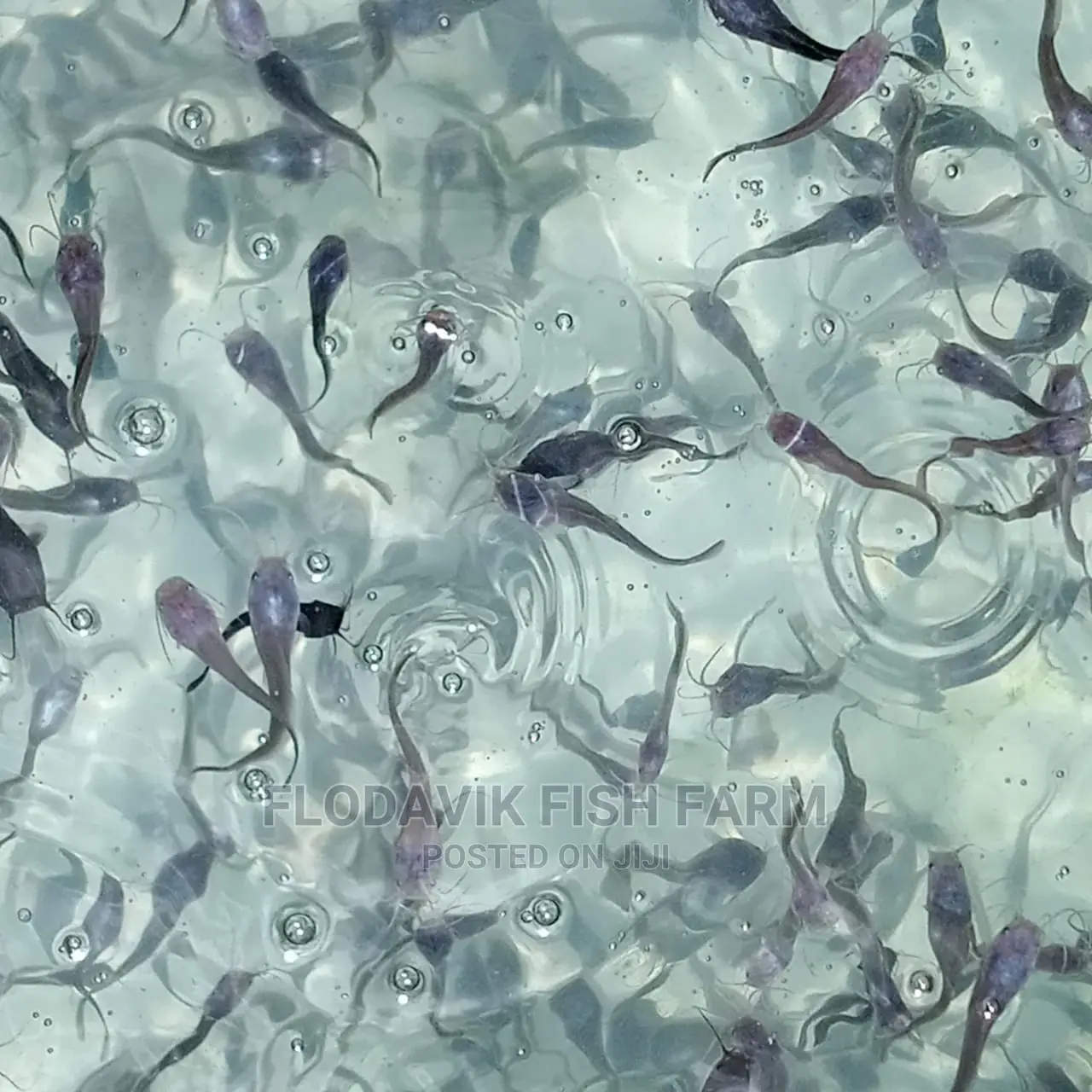 Catfish Fingerling Juvenile Wholesale Price (From 50 Peswas