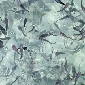 Catfish Fingerling Juvenile Wholesale Price (From 50 Peswas