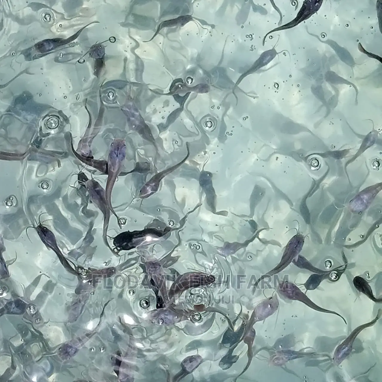 Catfish Fingerling Juvenile Wholesale Price (From 50 Peswas
