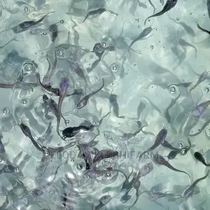 Catfish Fingerling Juvenile Wholesale Price (From 50 Peswas