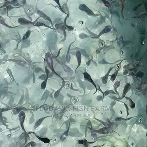 Catfish Fingerling Juvenile Wholesale Price (From 50 Peswas