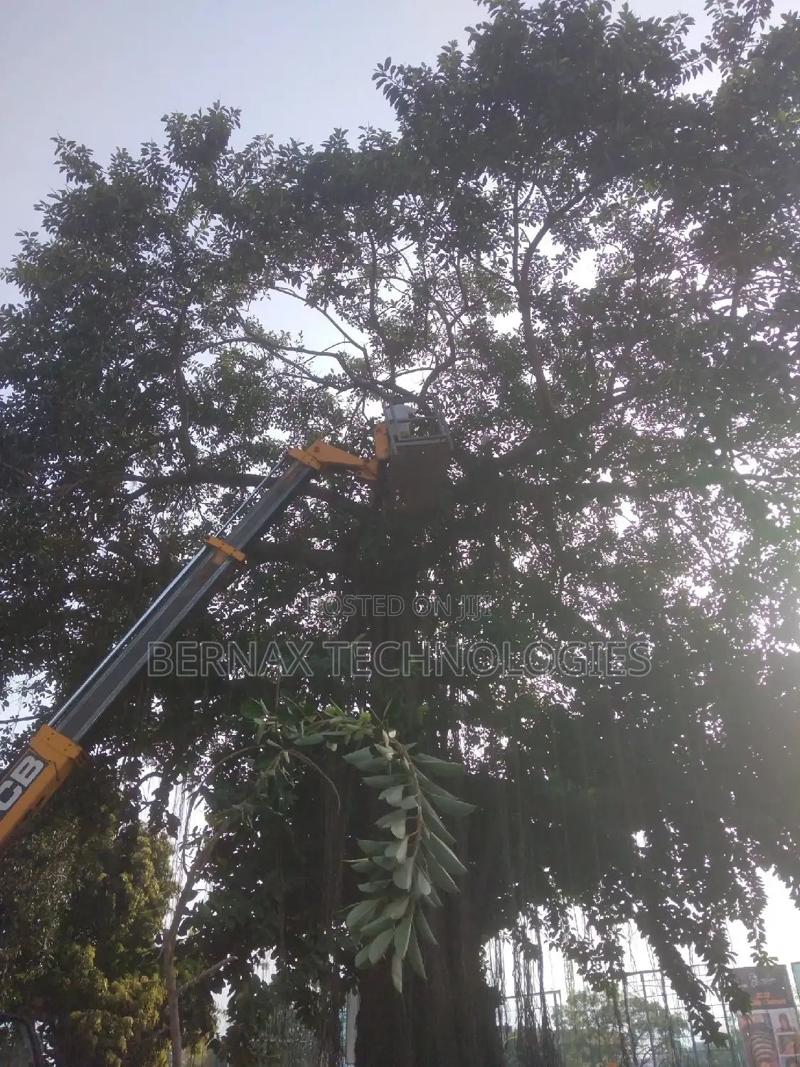 Tree Cutting ( Chainsaw Operator)