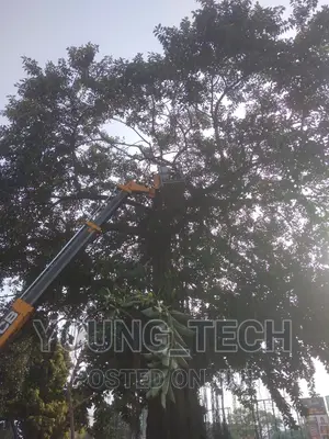 Tree Cutting ( Chainsaw Operator)