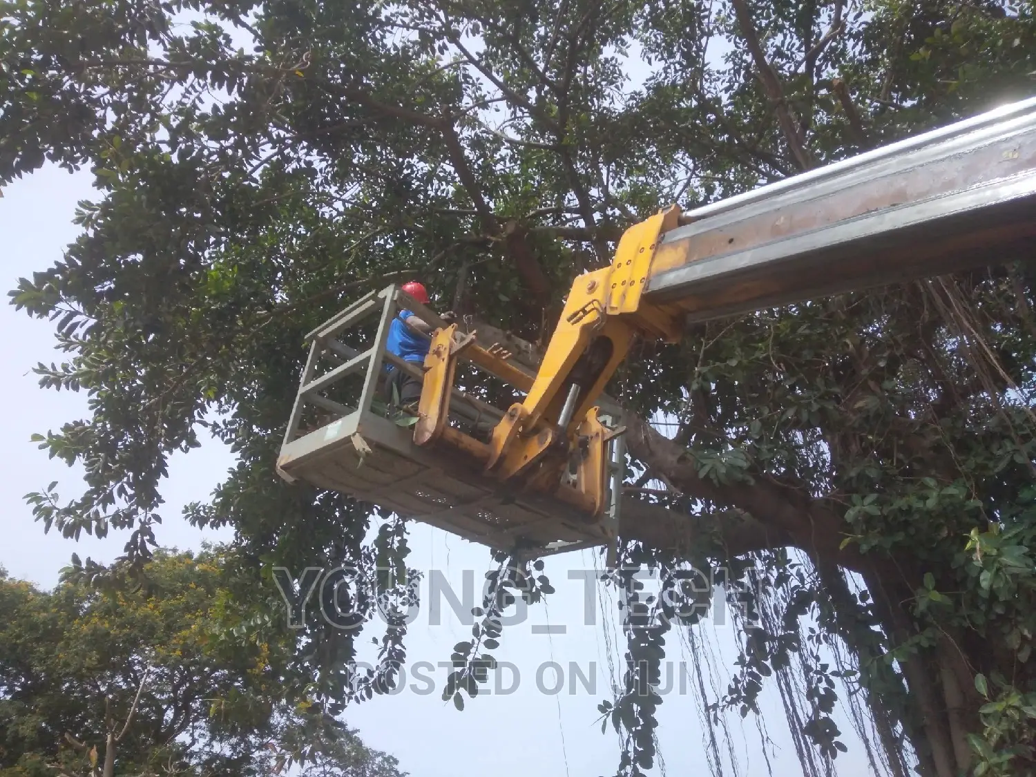 Tree Cutting ( Chainsaw Operator)