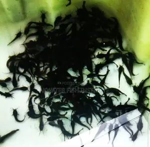 Catfish Juveniles