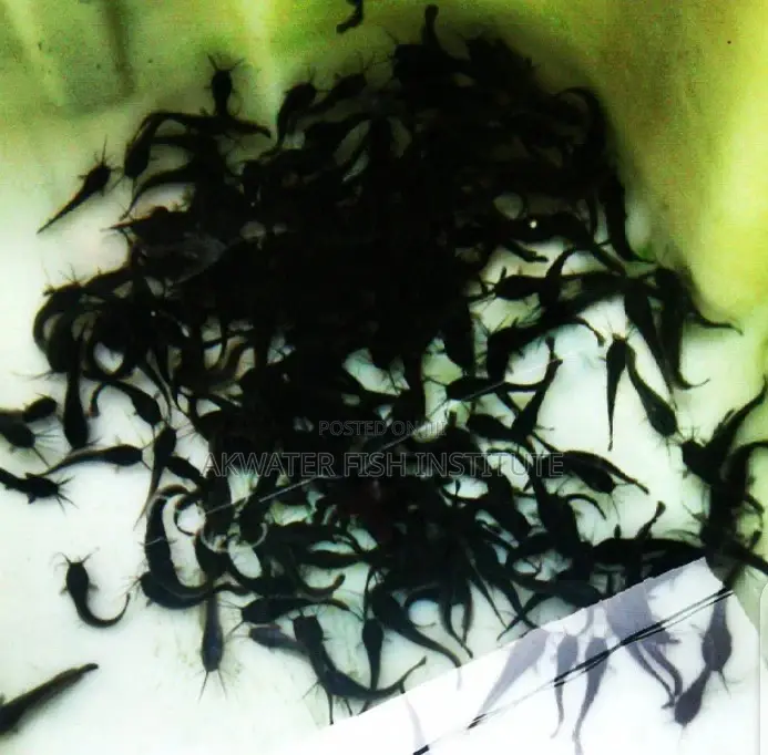 Catfish Juveniles