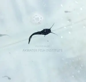 Catfish Juveniles