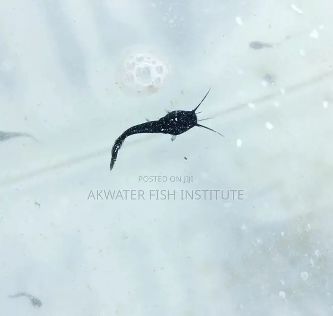 Catfish Juveniles