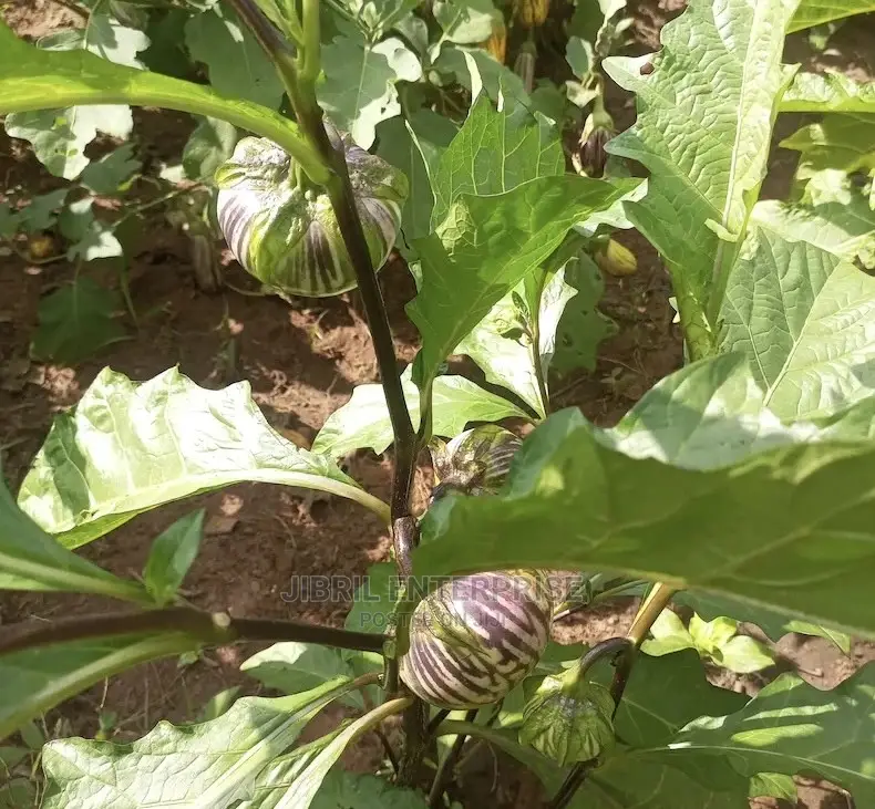 Purple Strip Eggplant(Purple Strip Macrocarpon)