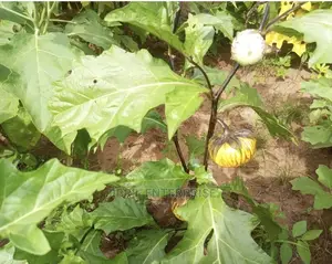 Purple Strip Eggplant(Purple Strip Macrocarpon)