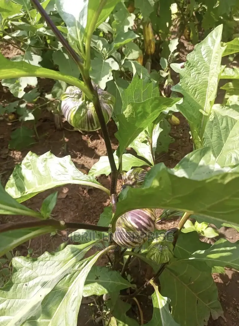Purple Strip Eggplant(Purple Strip Macrocarpon)
