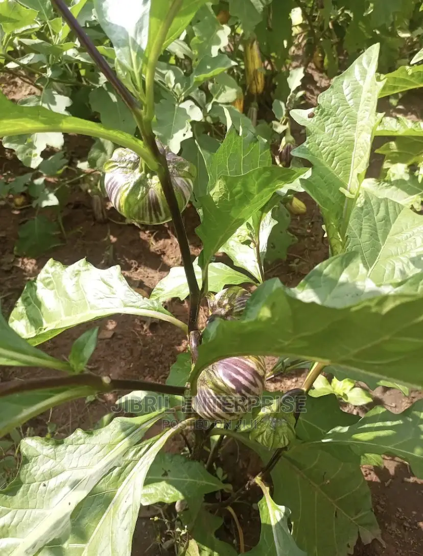 Purple Strip Eggplant(Purple Strip Macrocarpon)