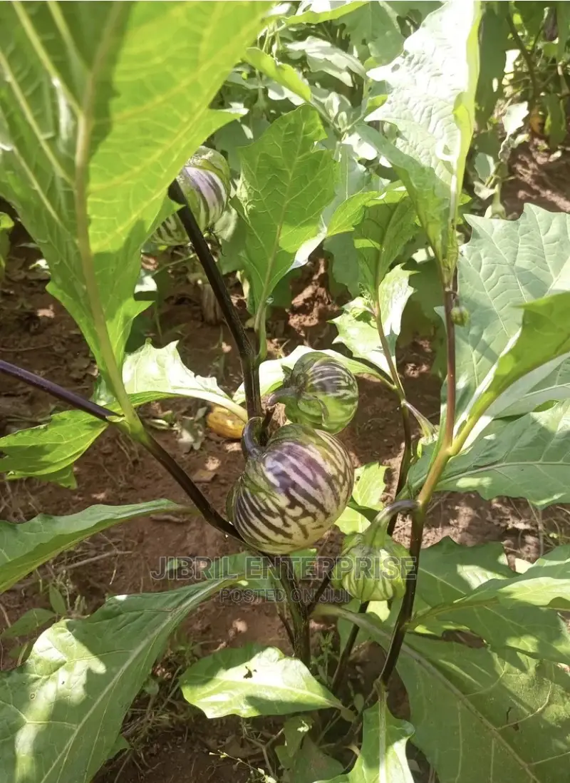 Purple Strip Eggplant(Purple Strip Macrocarpon)