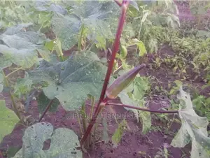 Long Burgundy Okro(Abelmoscus Esculentus)