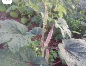 Long Burgundy Okro(Abelmoscus Esculentus)