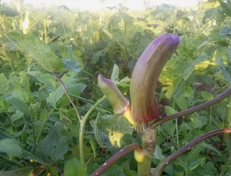 Long Burgundy Okro(Abelmoscus Esculentus)