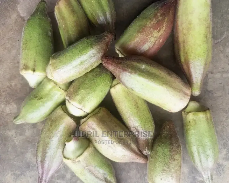 Short Burgundy Okro(Abelmoscus Esculentus)