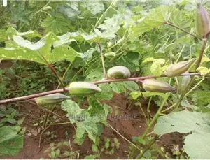 Short Burgundy Okro(Abelmoscus Esculentus)