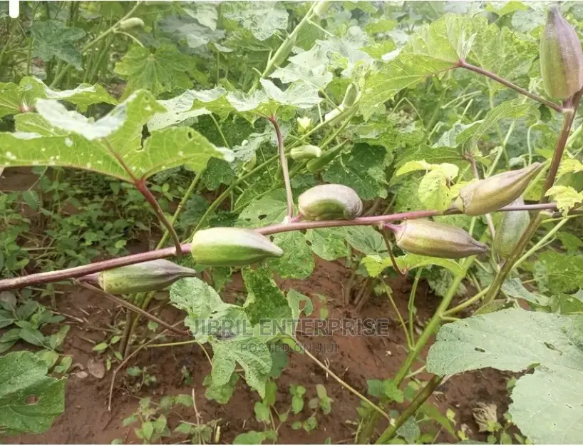 Short Burgundy Okro(Abelmoscus Esculentus)