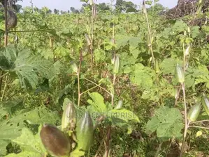 Short Burgundy Okro(Abelmoscus Esculentus)