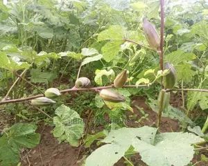 Short Burgundy Okro(Abelmoscus Esculentus)
