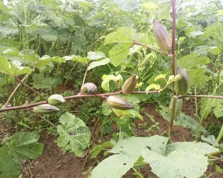Short Burgundy Okro(Abelmoscus Esculentus)
