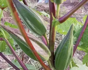 African Dwarf Okro (Abelmoscus Esculentus)