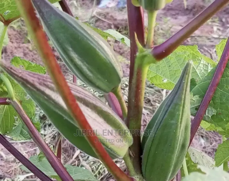 African Dwarf Okro (Abelmoscus Esculentus)