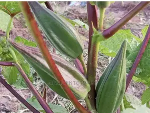 African Dwarf Okro (Abelmoscus Esculentus)