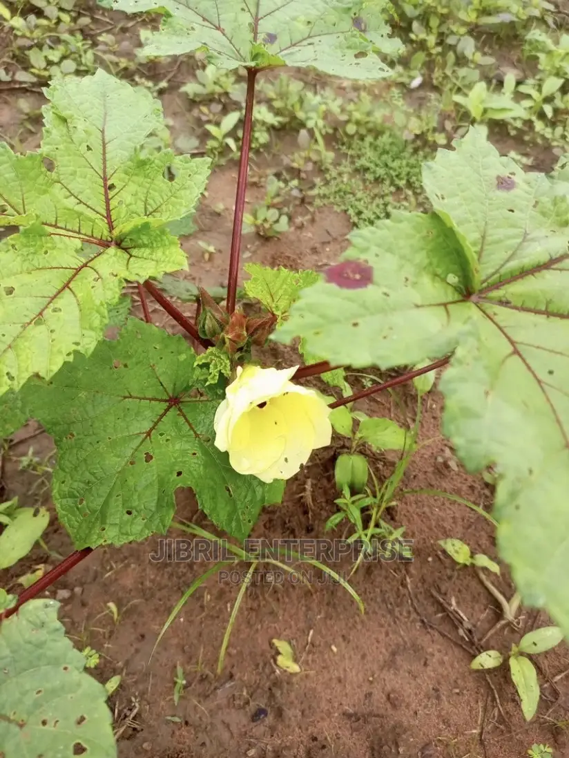 African Dwarf Okro (Abelmoscus Esculentus)