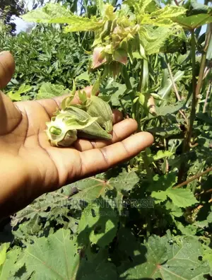 West African Okro (Abelmoscus Caillei)