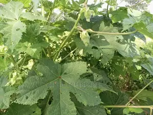 West African Okro (Abelmoscus Caillei)