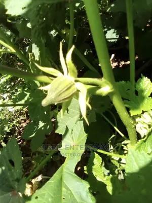 West African Okro (Abelmoscus Caillei)